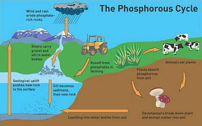 Nitrogen & Phosphorus Cycle Notes - Marine Science - Quyen Tran
